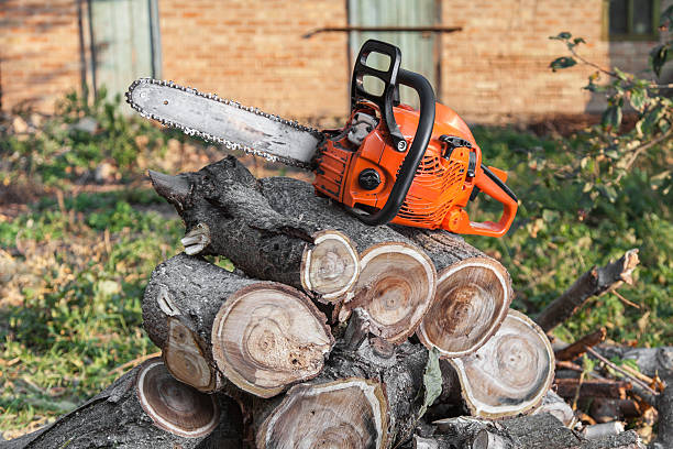 Best Tree Removal Near Me  in Morenci, AZ